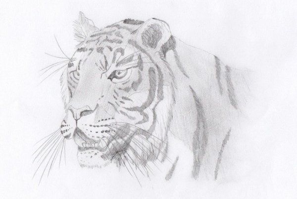 Рисунок Амурскиго тигр карандашом