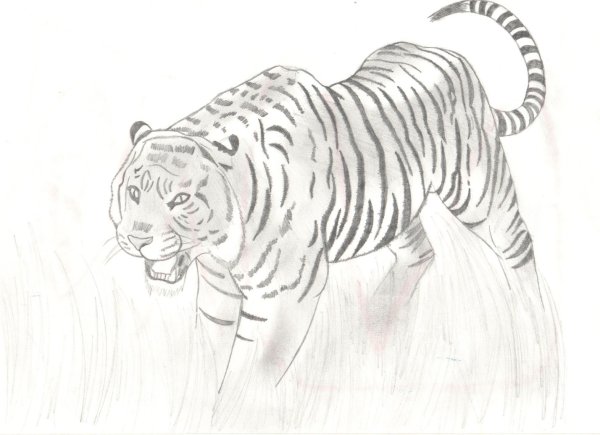 Бенгальский тигр рисунок