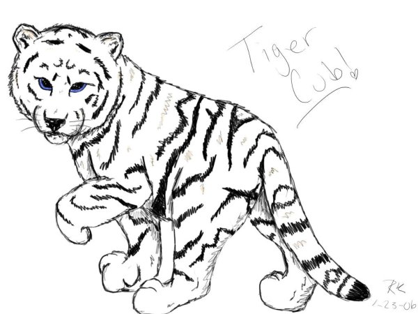 Рисунок тигра для срисовки