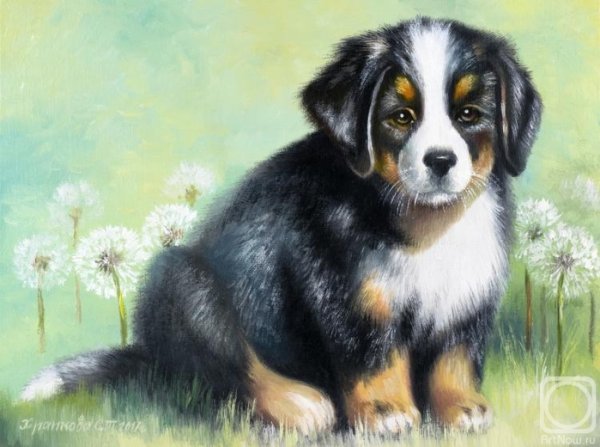 Бернский зенненхунд и Светлана