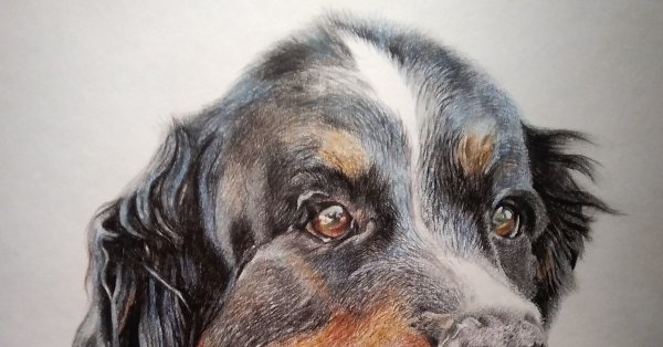 Зенненхунд рисунок карандашом