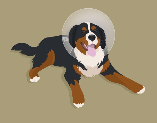 Бернский зенненхунд арт