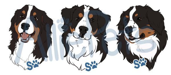 Бернский зенненхунд силуэт