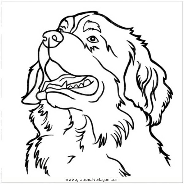 Раскраска собака Бернский зенненхунд