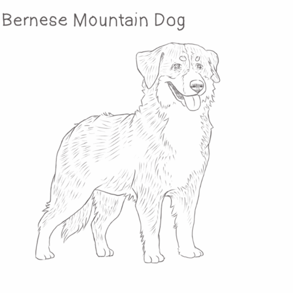 Бернский зенненхунд раскраска