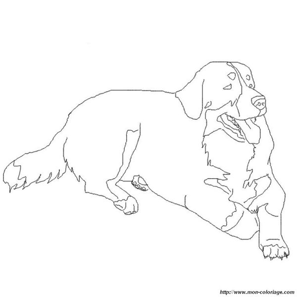 Бернский зенненхунд раскраска