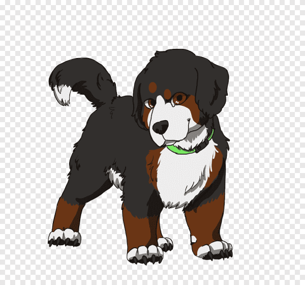 Фури Бернский зенненхунд