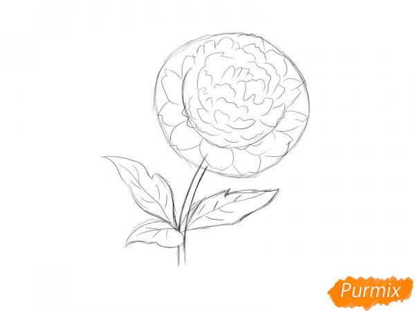 Схема рисования пиона