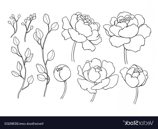 Пион рисунок простой