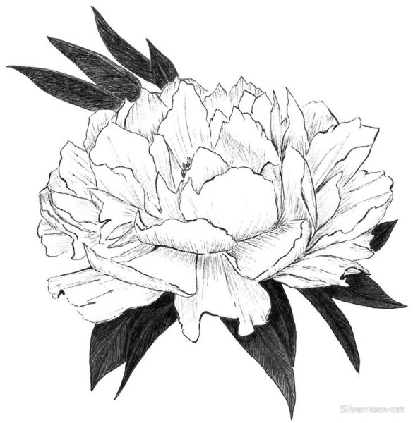 Цветы карандашом пионы