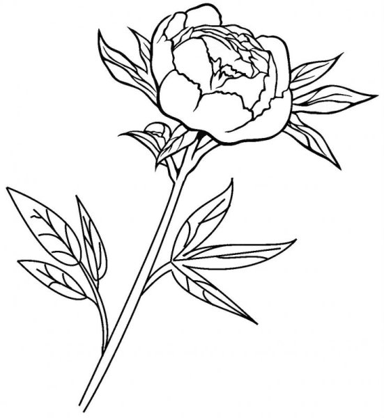 Пион нарисовать легко