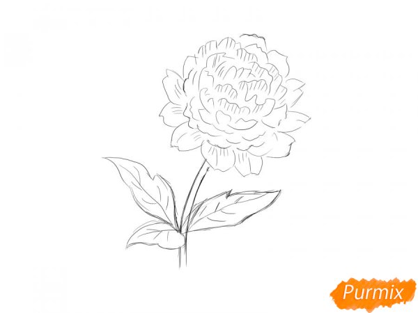 Пионы карандашом