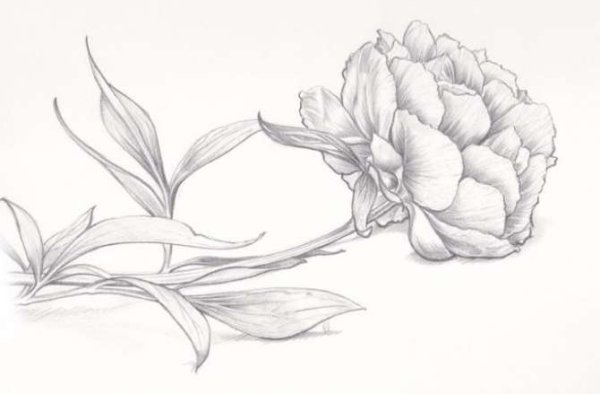 Пионы как рисовать пошагово