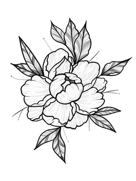 Пионы рисунок карандашом для срисовки легкие