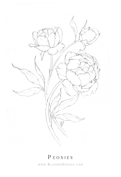 Пионы карандашом