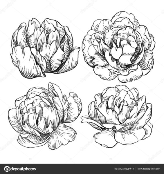 Легкий рисунок пионов