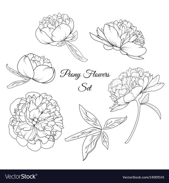 Пион узколистный