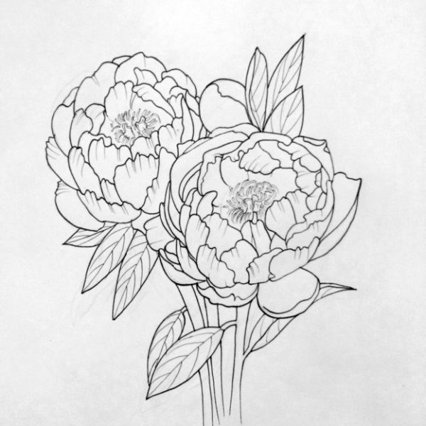 Пион эскиз карандашом