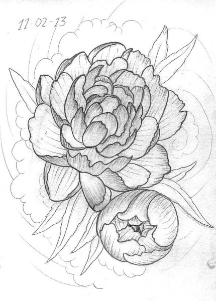 Поэтапное рисование пионов карандашом