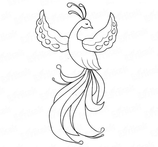 Жар птица черно белая