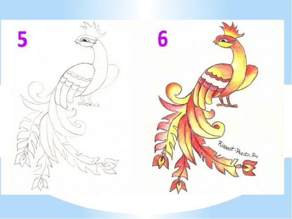 Рисунки Жар птицы для срисовки