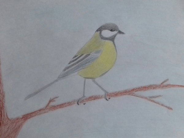 Рисование синички