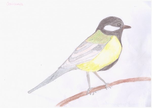 Рисование синицы