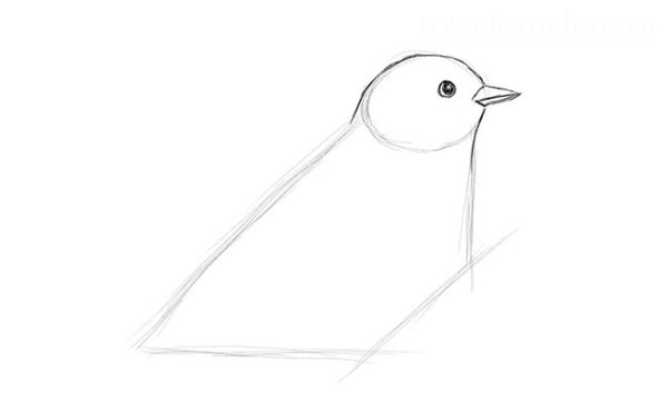 Поэтапное рисование птицы на ветке