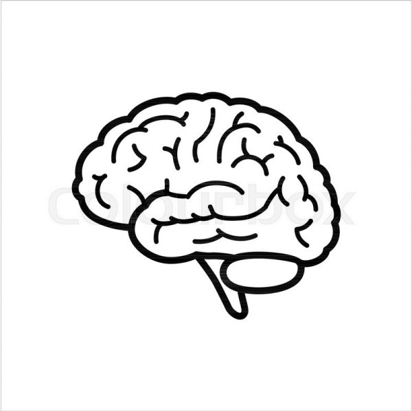 Мозг рисунок легкий