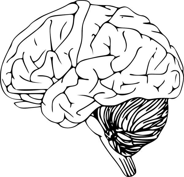 Мозг карандашом