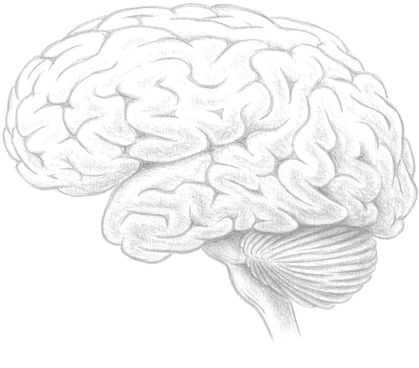 Мозг человека рисунок