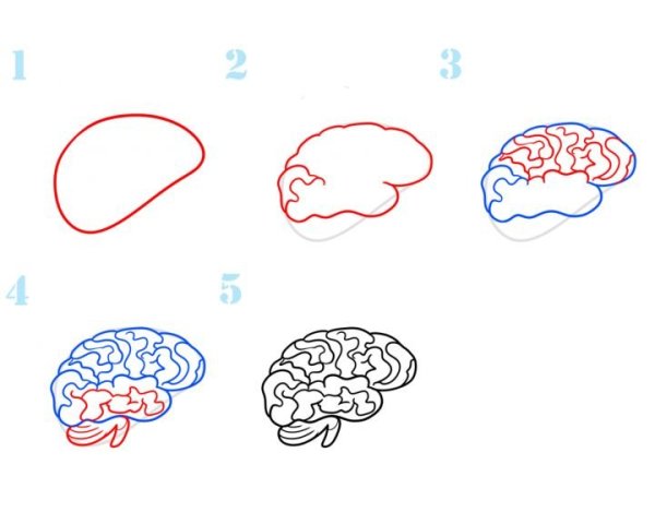 Мозг рисунок легкий