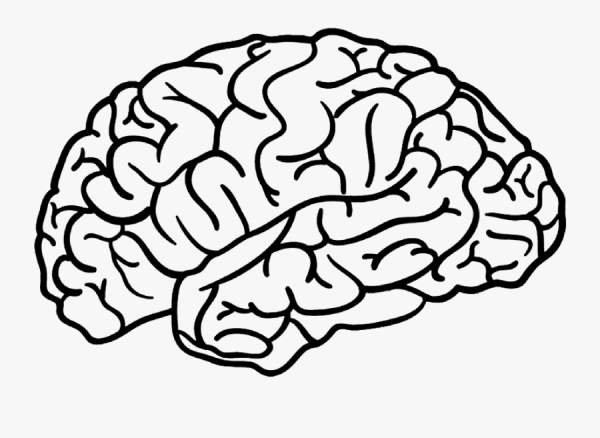 Мозг рисунок