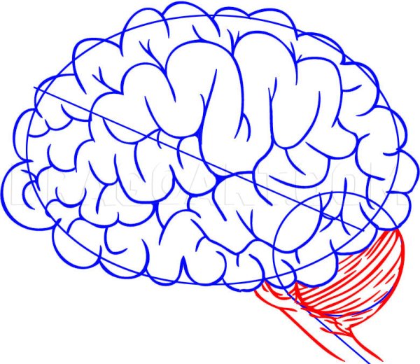 Мозг вид сверху рисунок