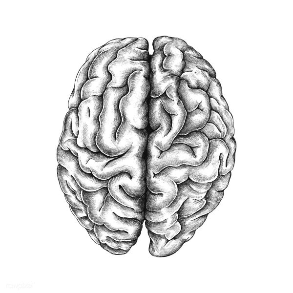 Мозг раскраска