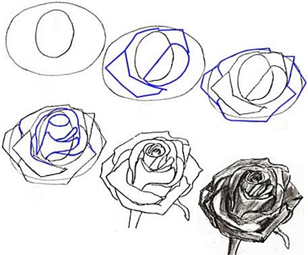 Роза карандашом рисунок пошагово