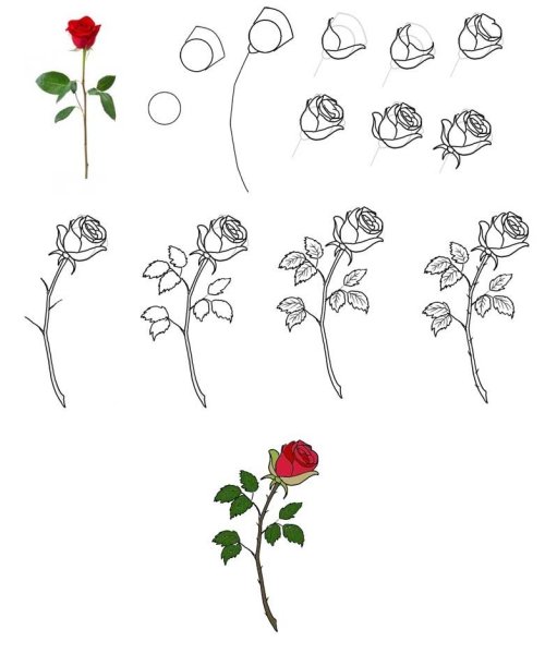 Как нарисовать розу поэтапно