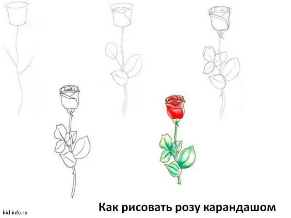 Схема рисования розы карандашом