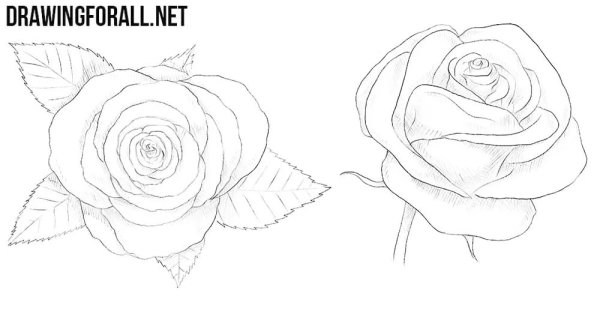 Роза карандашом для начинающих