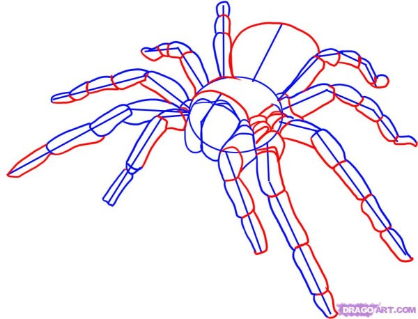 Пошаговое рисование паука