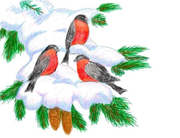 Снегирь на ветке рисунок