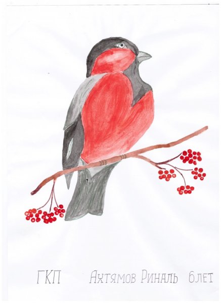Снегирь рисунок карандашом
