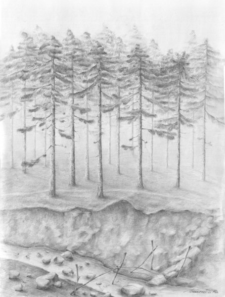 Лес простым карандашом