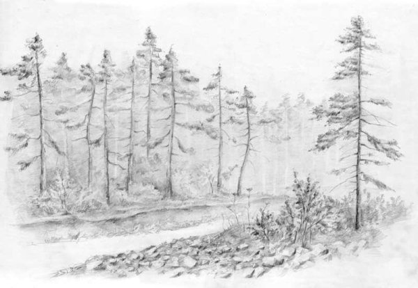 Лес зарисовка
