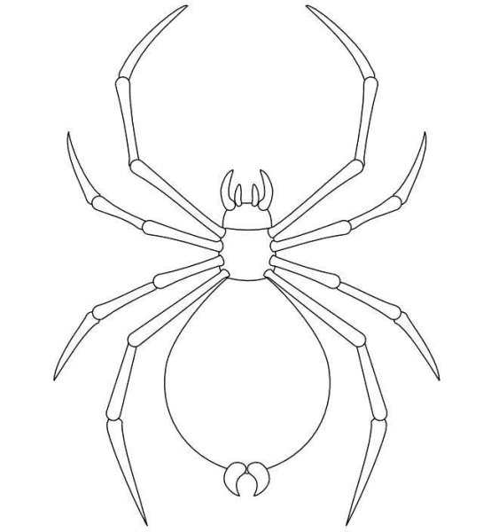 Рисунки пауков карандашом