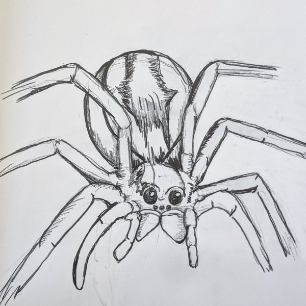 Паук рисунок