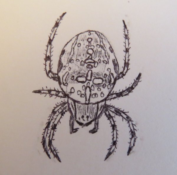 Паук крестовик нарисовать