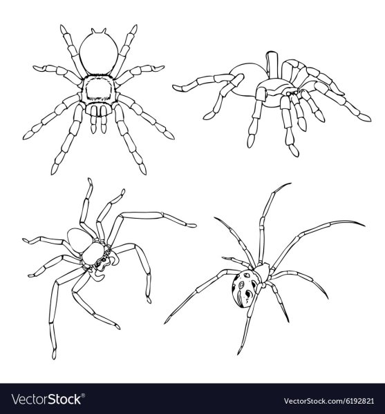 Контур лапок паука