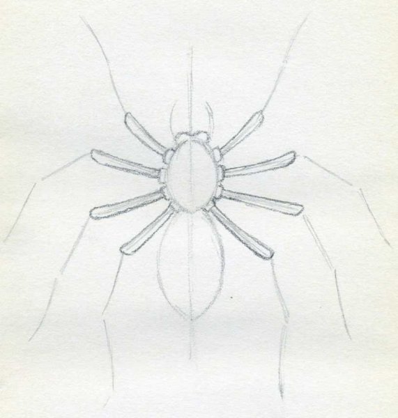 Паук карандашом