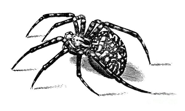 Паук крестовик рисунок
